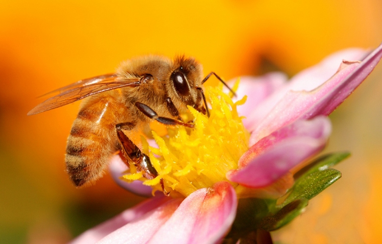 Le api in via di estinzione si stanno rapidamente avvicinando alla fine del mondo