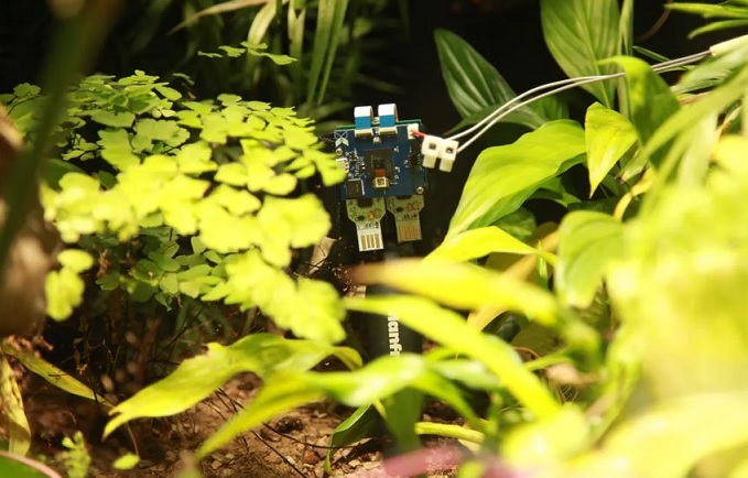 La felce cresciuta dagli scienziati genera elettricità e scatta selfie.