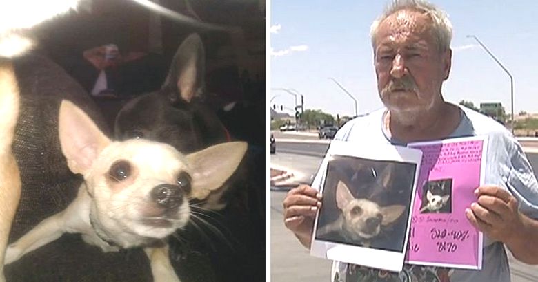 Il proprietario del chihuahua scomparso nella disperazione offre la sua casa a chiunque la trovi.