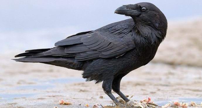 Raven ha sorpreso gli scienziati con la conoscenza della legge di Archimede