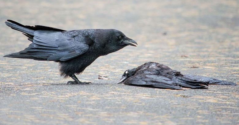 Il funerale di Crow: cosa ci stanno dicendo