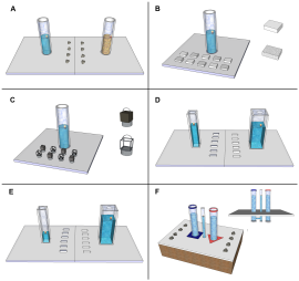 I compiti dei corvi. L'illustrazione: Sarah Jelbert / CC-BY