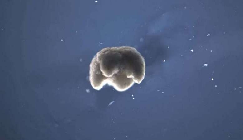 I primi robot viventi al mondo creati