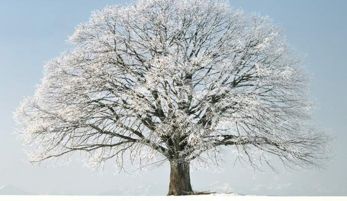 Yakutia Mystical: Alberi sacri