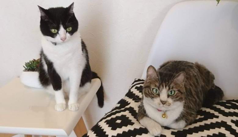 L'artista giapponese crea incredibili giocattoli animali super realistici