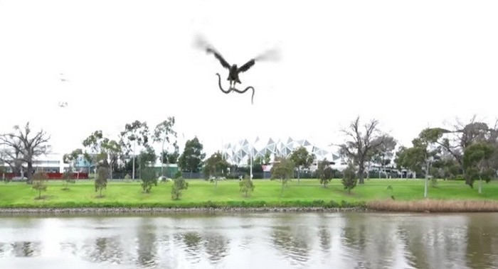 Il falco lancia un serpente ai turisti