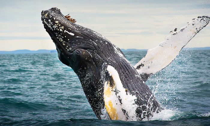 Perché le balene saltano fuori dall'acqua