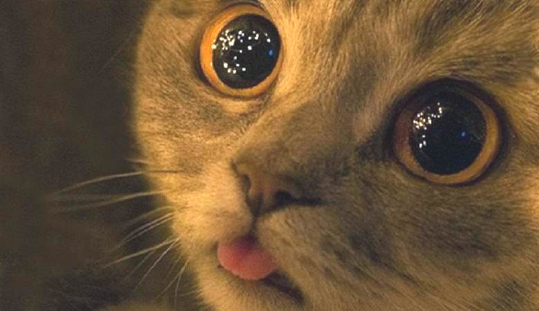 Misteriose palle lucenti nel seminterrato hanno interessato il gatto