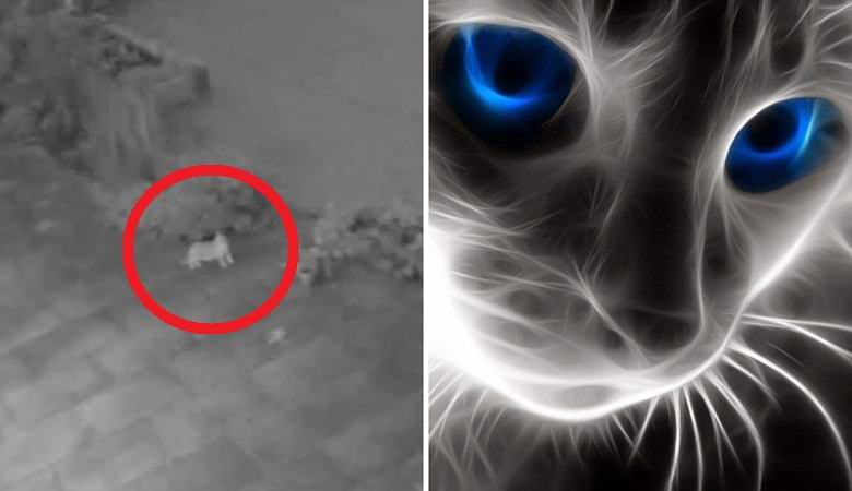 Il misterioso gatto in pericolo è salito sulla macchina fotografica