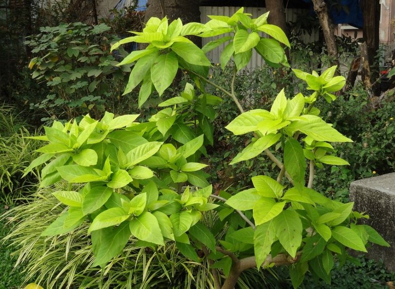 Un albero misterioso che uccide gli uccelli in quel modo.
