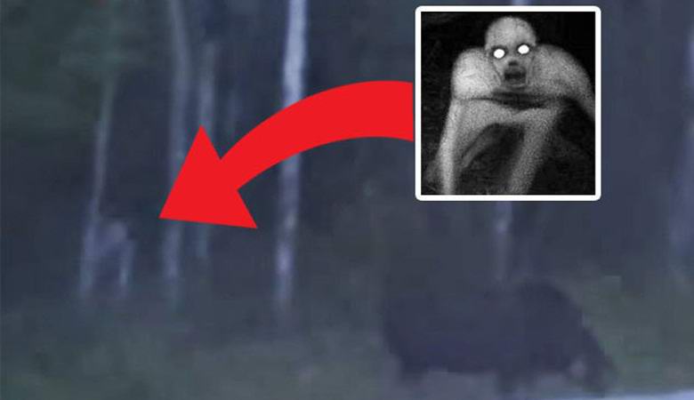 Una creatura misteriosa si insinua in un video verso un alce