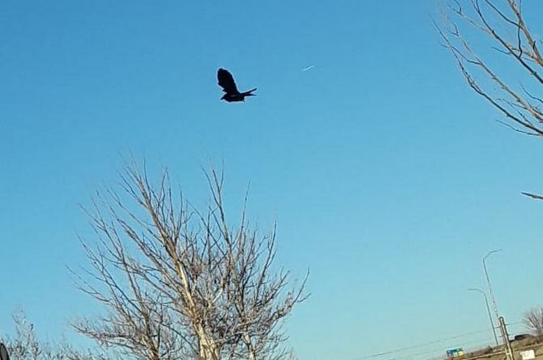 Un uccello congelato nel cielo: un problema tecnico nella matrice o solo un falso?