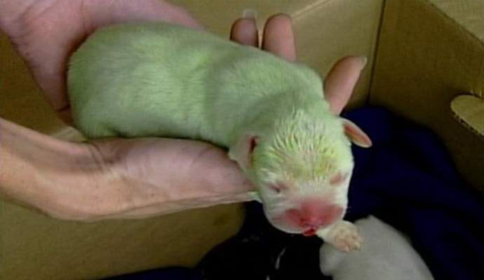 Il cucciolo verde è nato nel Regno Unito