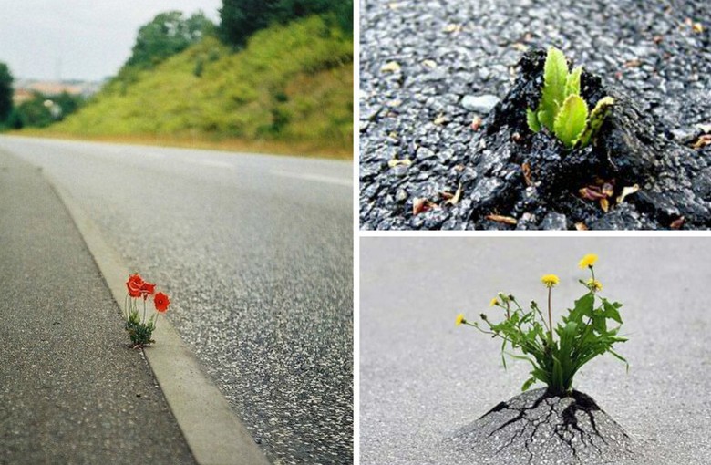 La sete di vita, come manifestazione del grande potere della natura