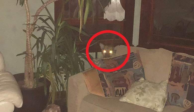 La donna sostiene che telepaticamente ha cacciato un puma selvaggio da casa sua