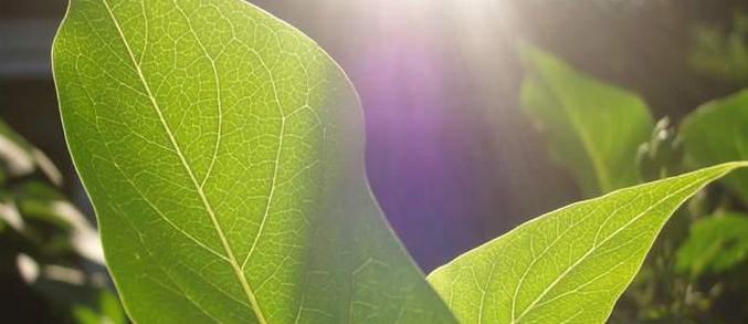 "Sole liquido" - che cos'è?