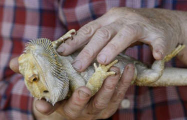 Un residente dell'Oregon ha rianimato la lucertola, dandole un massaggio cardiaco