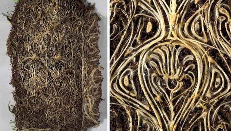 Immagini viventi e poi un libro vivente