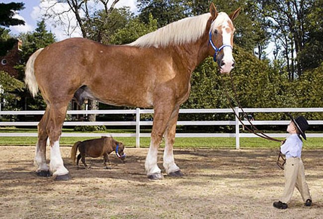 Gli animali sono giganti