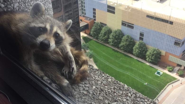 Gli animali a volte mostrano veri miracoli